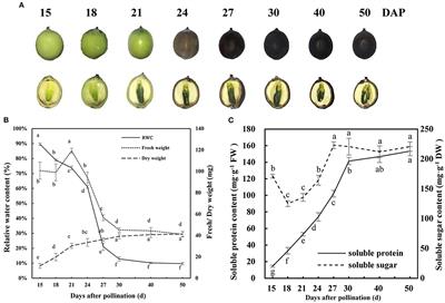 TMT-Based Quantitative Proteomic Analysis Reveals the Physiological Regulatory Networks of Embryo Dehydration Protection in Lotus (Nelumbo nucifera)